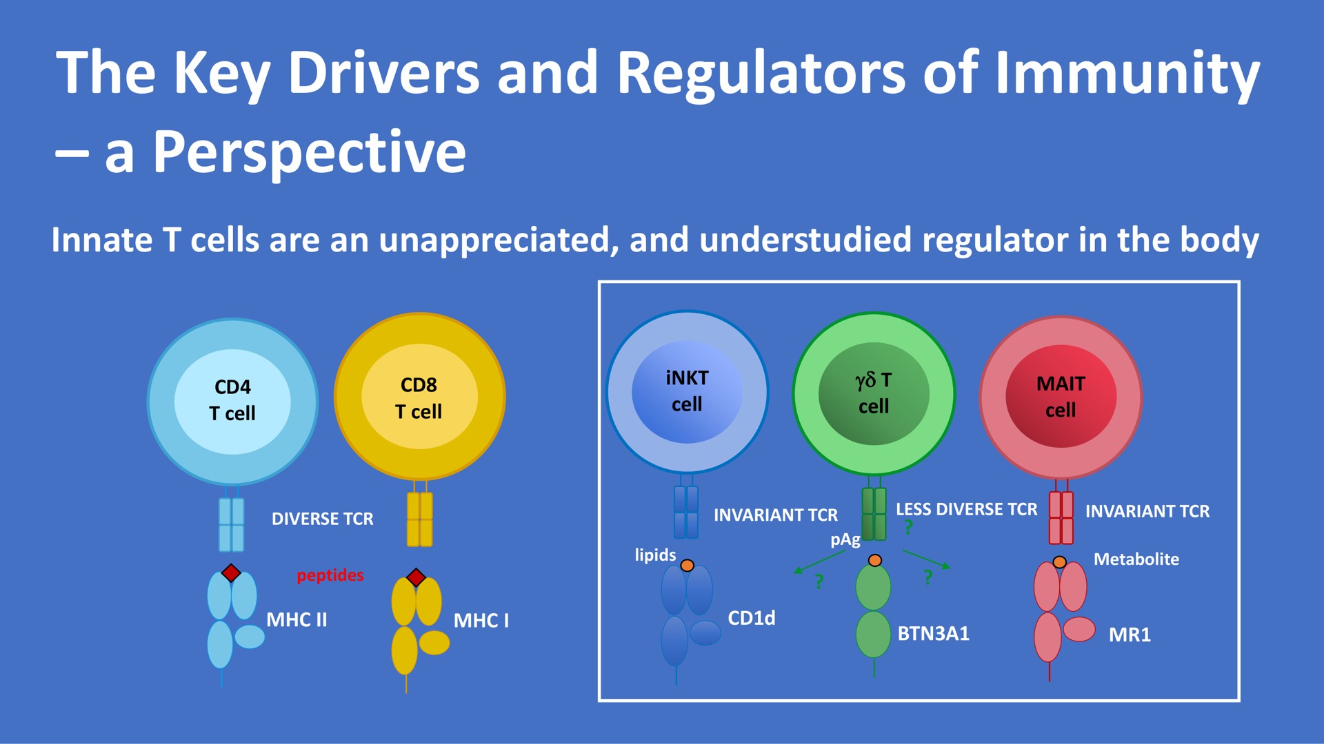 the key drivers and regulators of immunity a perspective innate cells are an unappreciated and understudied regulator in the body | Mink Therapeutics