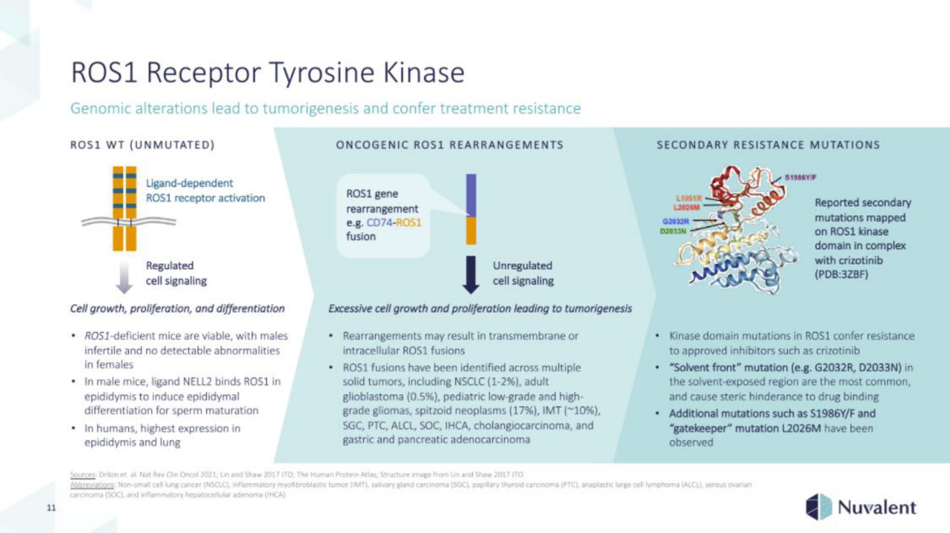 receptor tyrosine kinase | Nuvalent