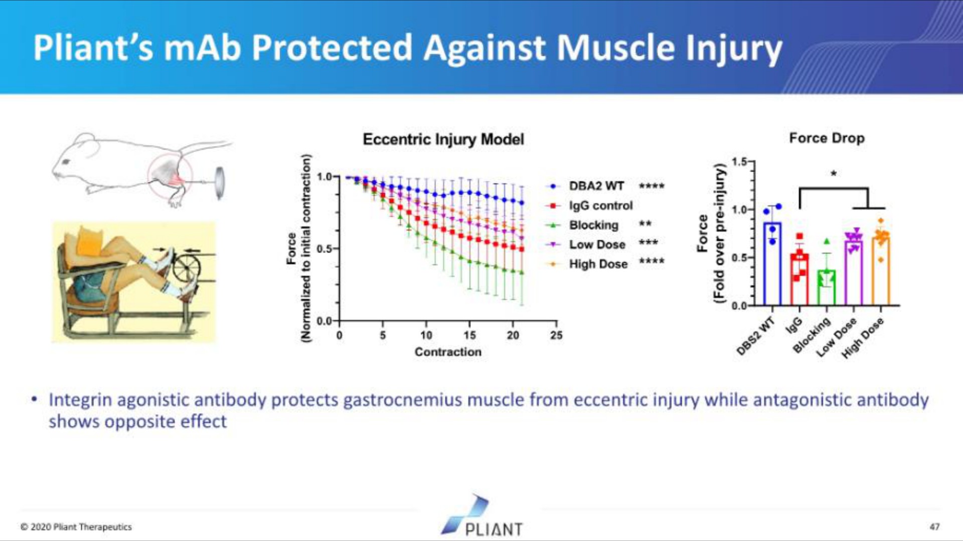 pliant protected against muscle injury | Pilant Therapeutics