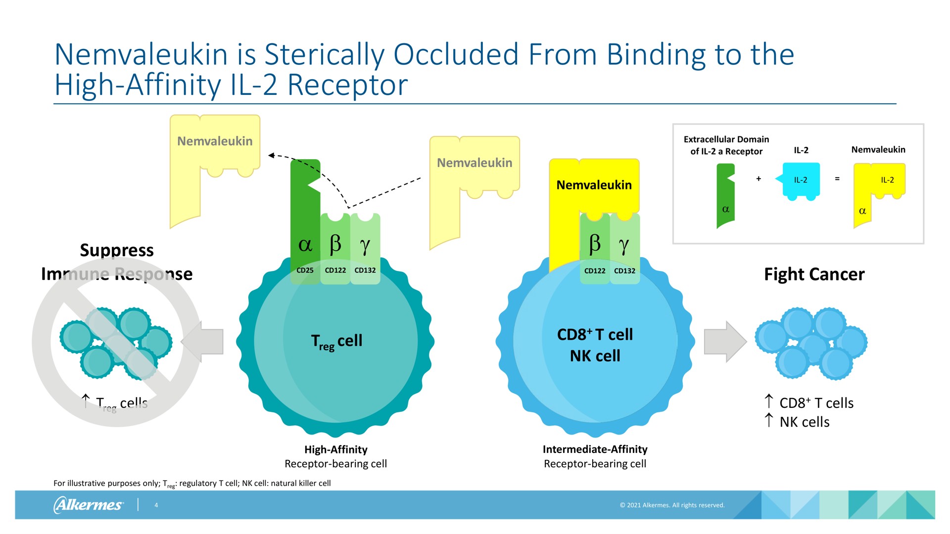 is sterically occluded from binding to the high affinity receptor suppress immune response cells cell cell cell extracellular domain of a receptor fight cancer cells cells for illustrative purposes only regulatory cell cell natural killer cell high affinity receptor bearing cell intermediate affinity receptor bearing cell | Alkermes