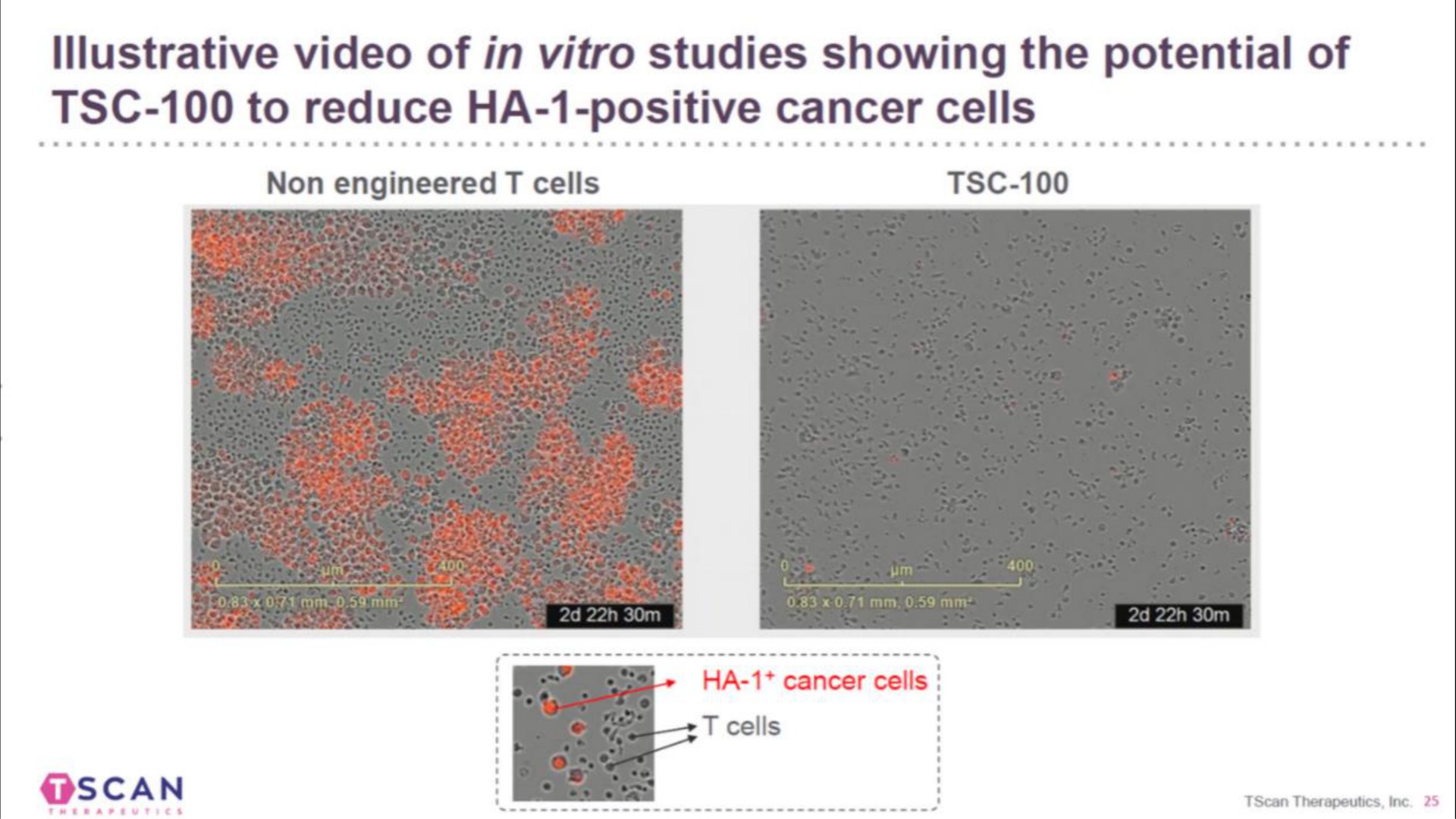 illustrative video of in studies showing the potential of to reduce positive cancer cells | TScan Therapeutics