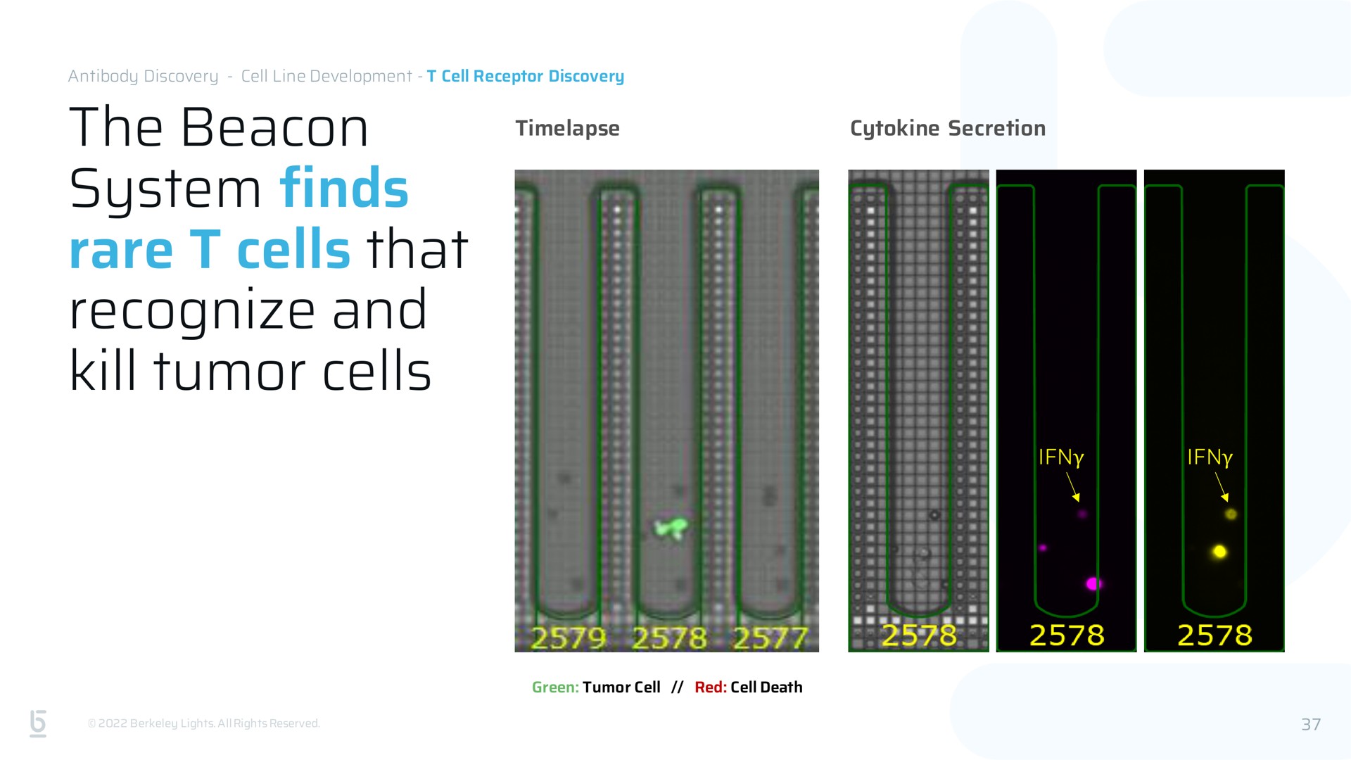 the beacon system finds rare cells that recognize and kill tumor cells | Berkeley Lights