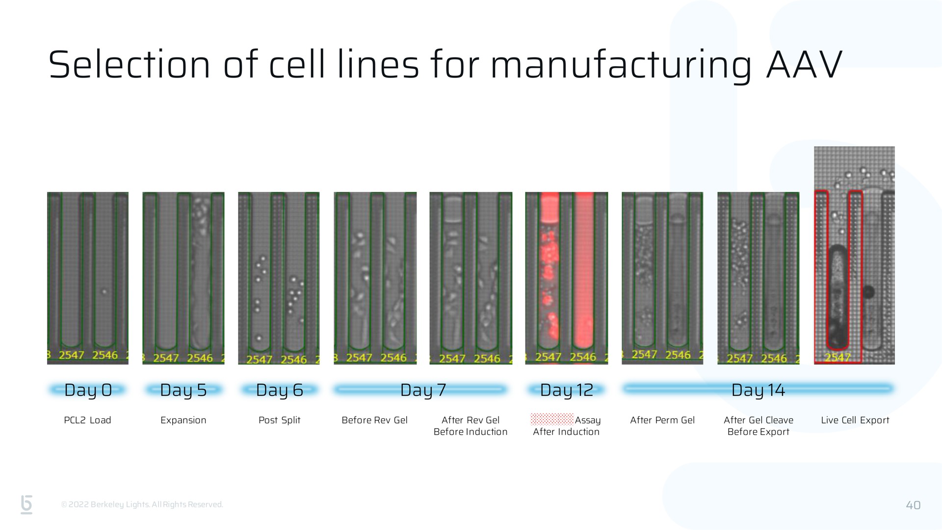 selection of cell lines for manufacturing | Berkeley Lights