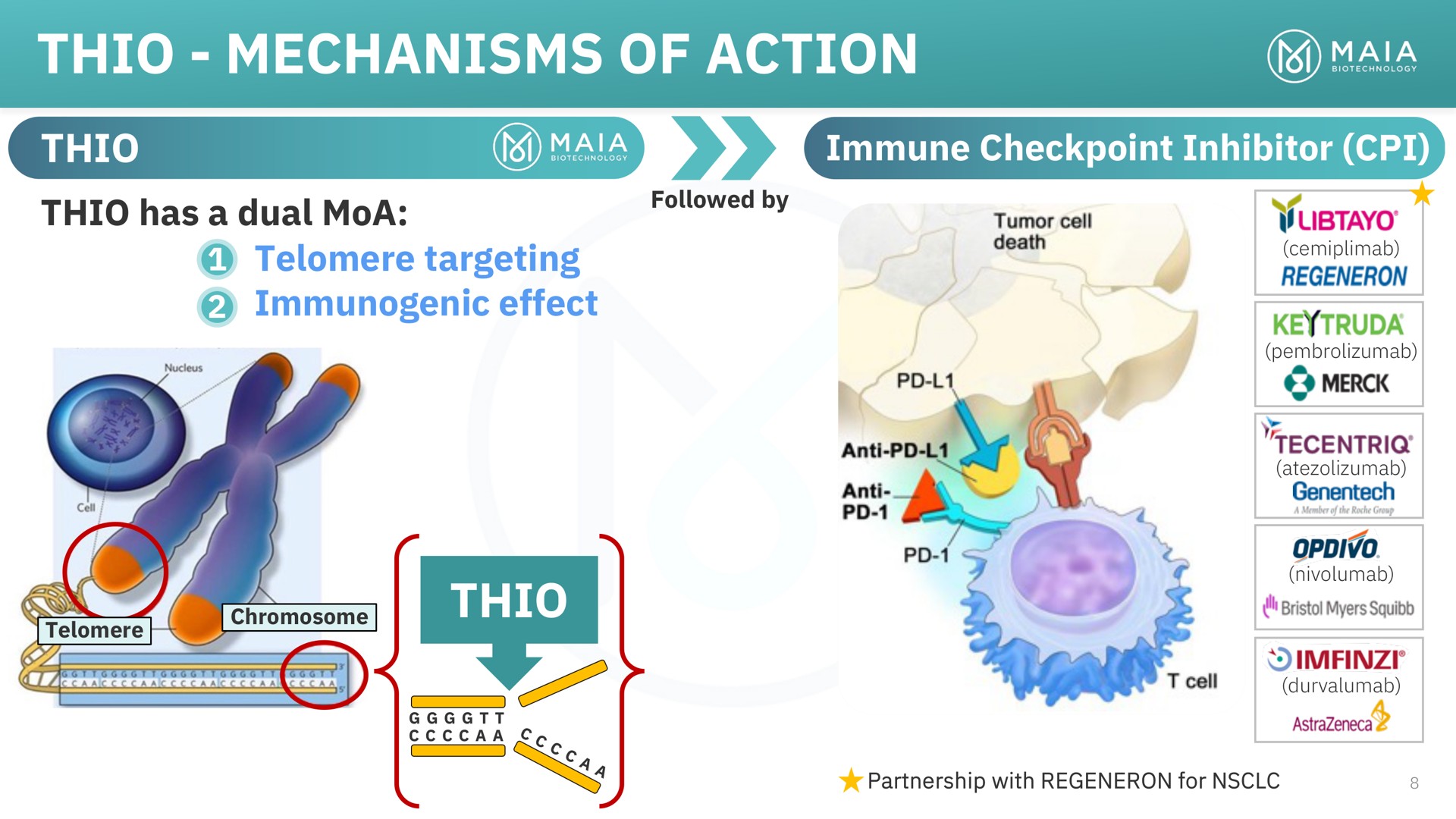 thio mechanisms of action thio | MAIA Biotechnology