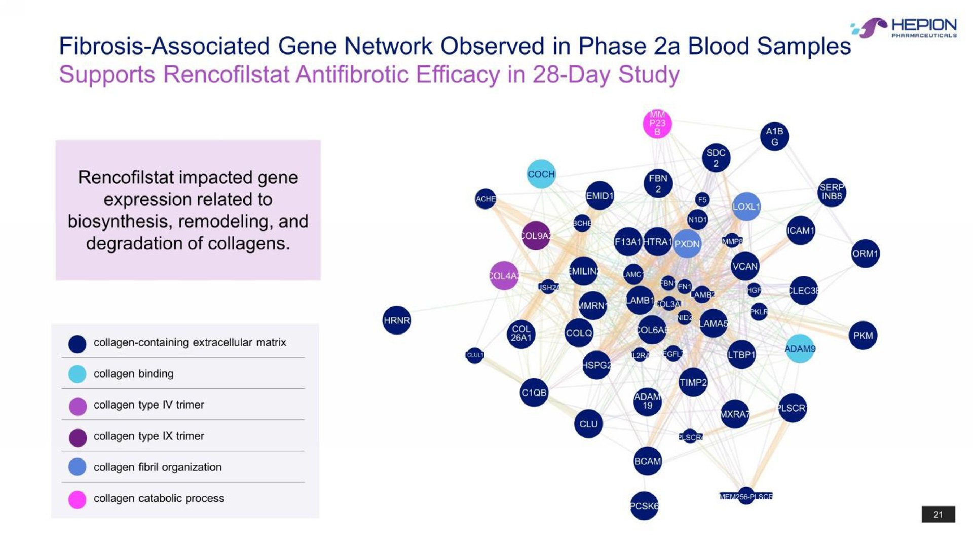 fibrosis associated gene network observed in phase a blood samples supports efficacy in day study expression related to coset ies so | Hepion Pharmaceuticals
