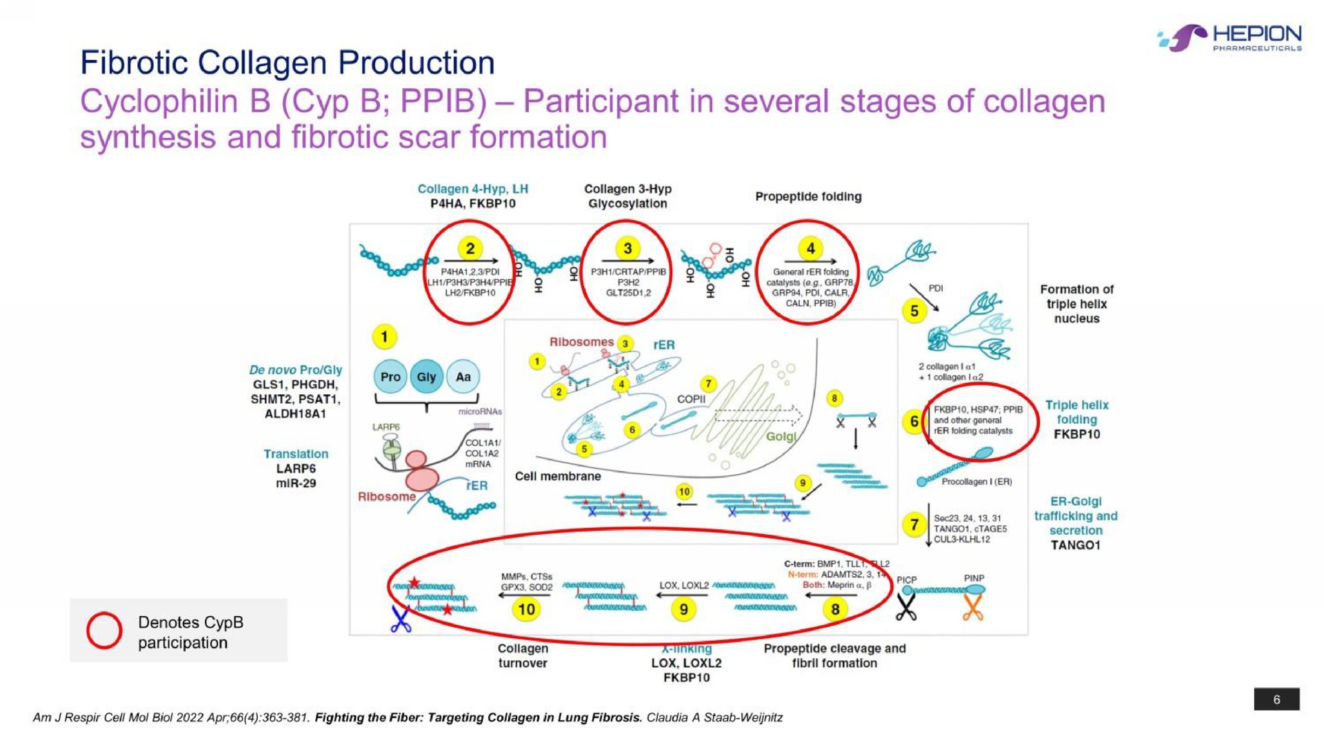 fibrotic collagen production cyp participant in several stages of collagen synthesis and fibrotic scar formation | Hepion Pharmaceuticals