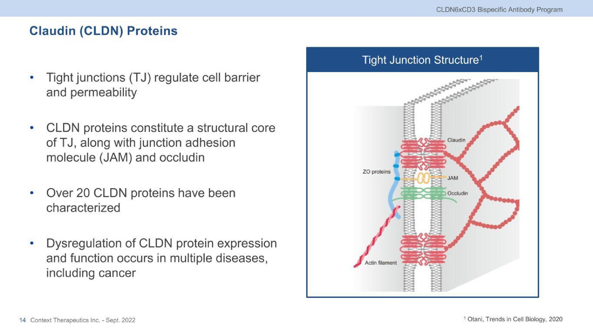 proteins tight junctions regulate cell barrier and permeability tight junction structure proteins constitute a structural core of along with junction adhesion molecule jam and over proteins have been characterized including cancer of protein expression and function occurs in multiple diseases | Context Therapeutics