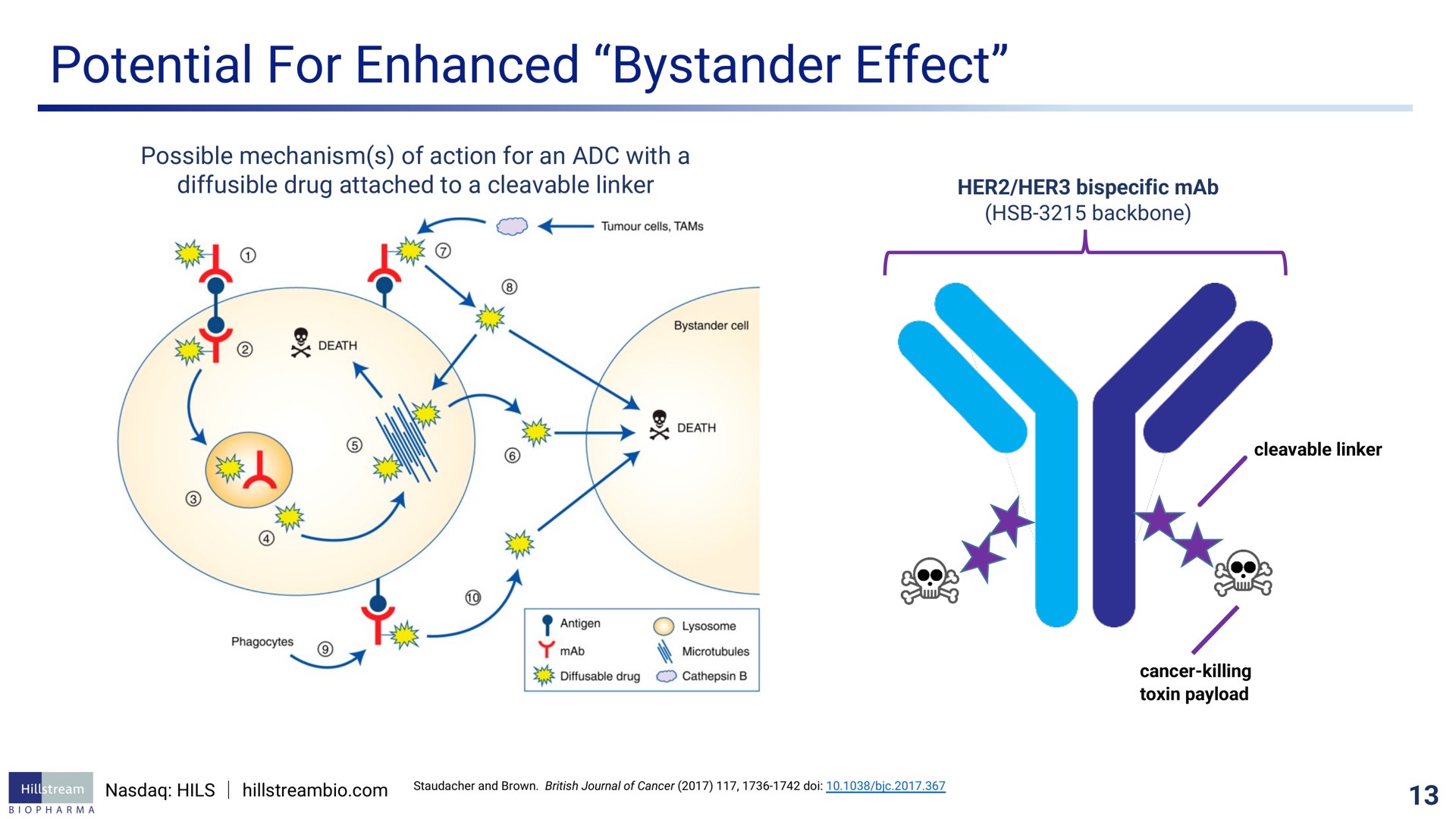 potential for enhanced bystander effect | Hillstream BioPharma