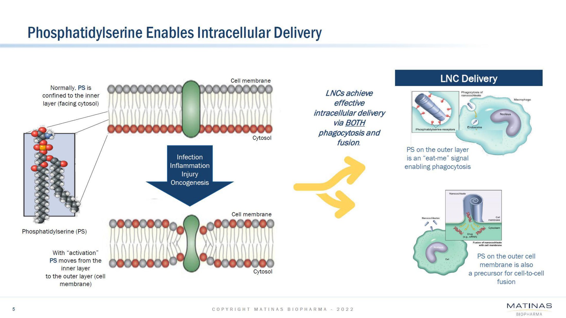 enables intracellular delivery | Matinas BioPharma