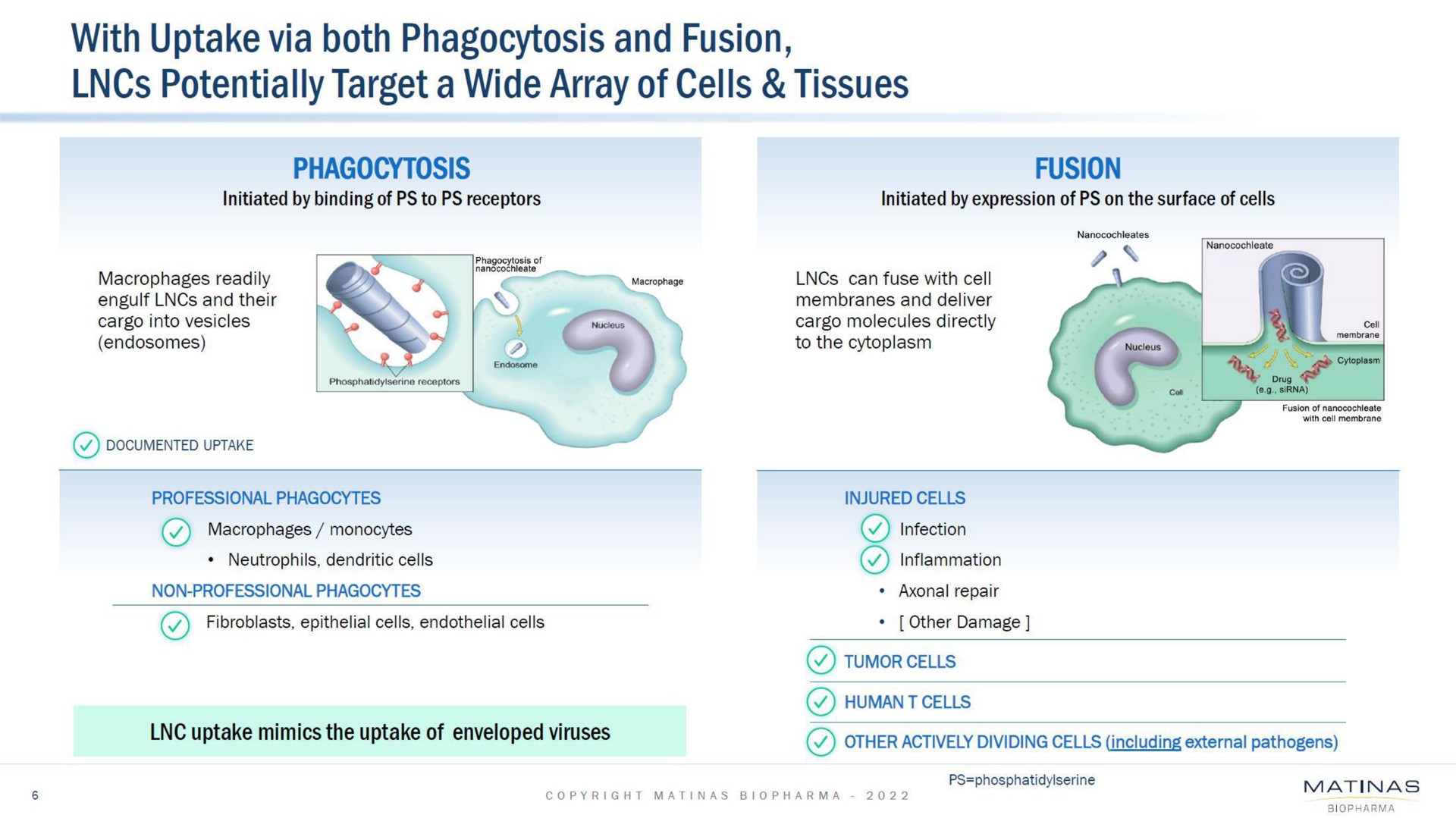 with uptake via both phagocytosis and fusion potentially target a wide array of cells tissues | Matinas BioPharma