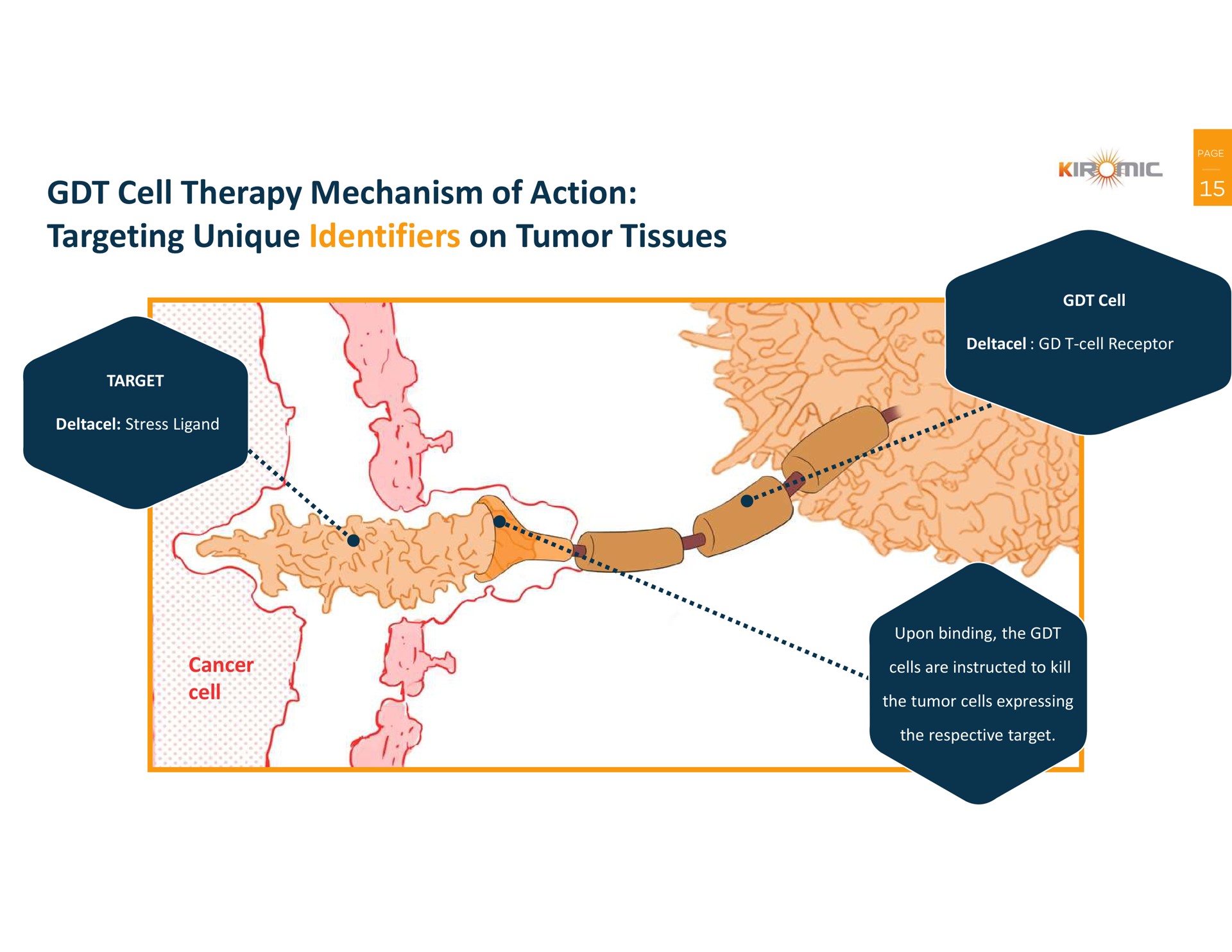 cell therapy mechanism of action targeting unique identifiers on tumor tissues | Kiromic BioPharma