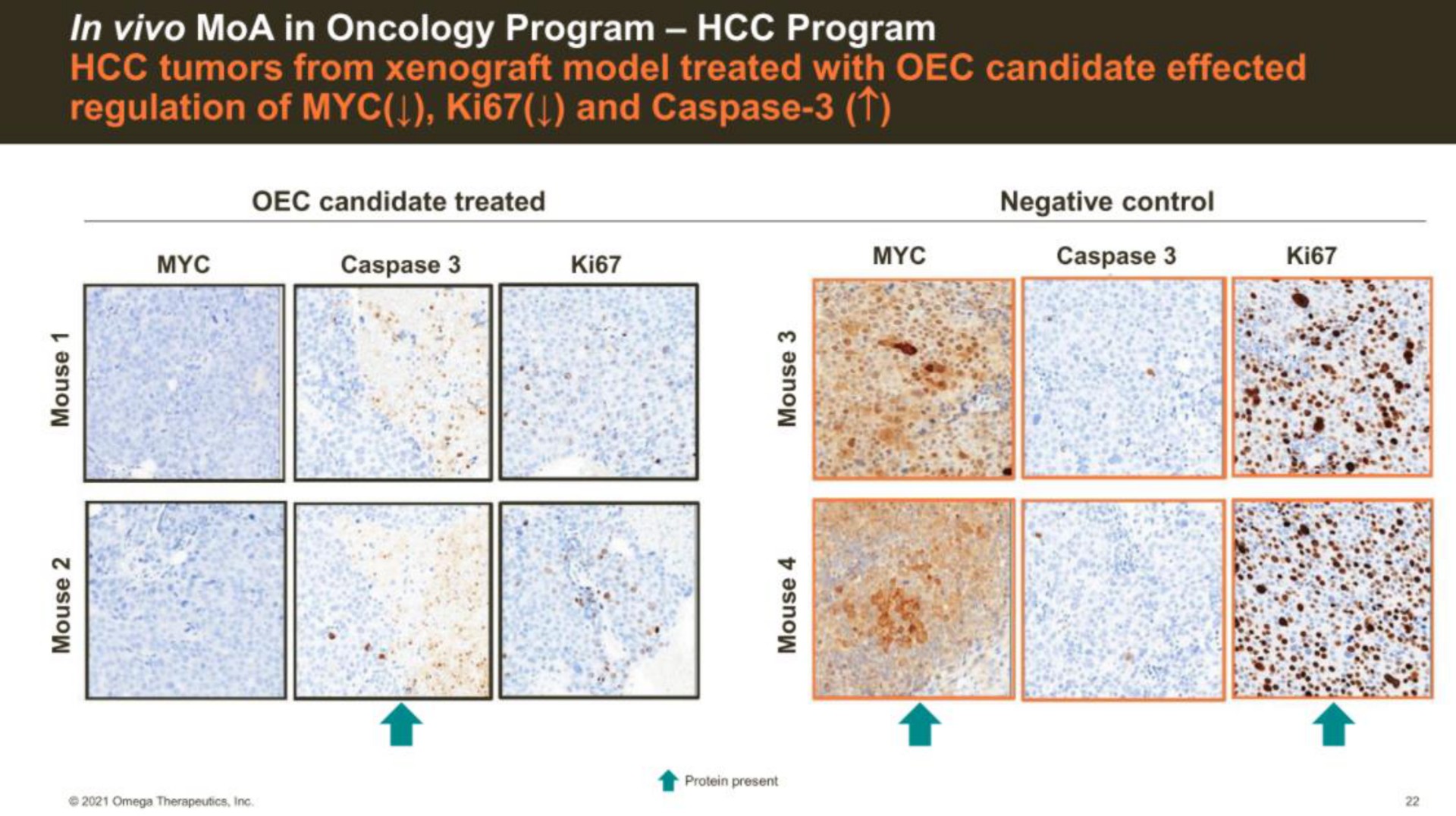 in in oncology program mae tumors from model treated with candidate effected regulation of and eer on | Omega Therapeutics