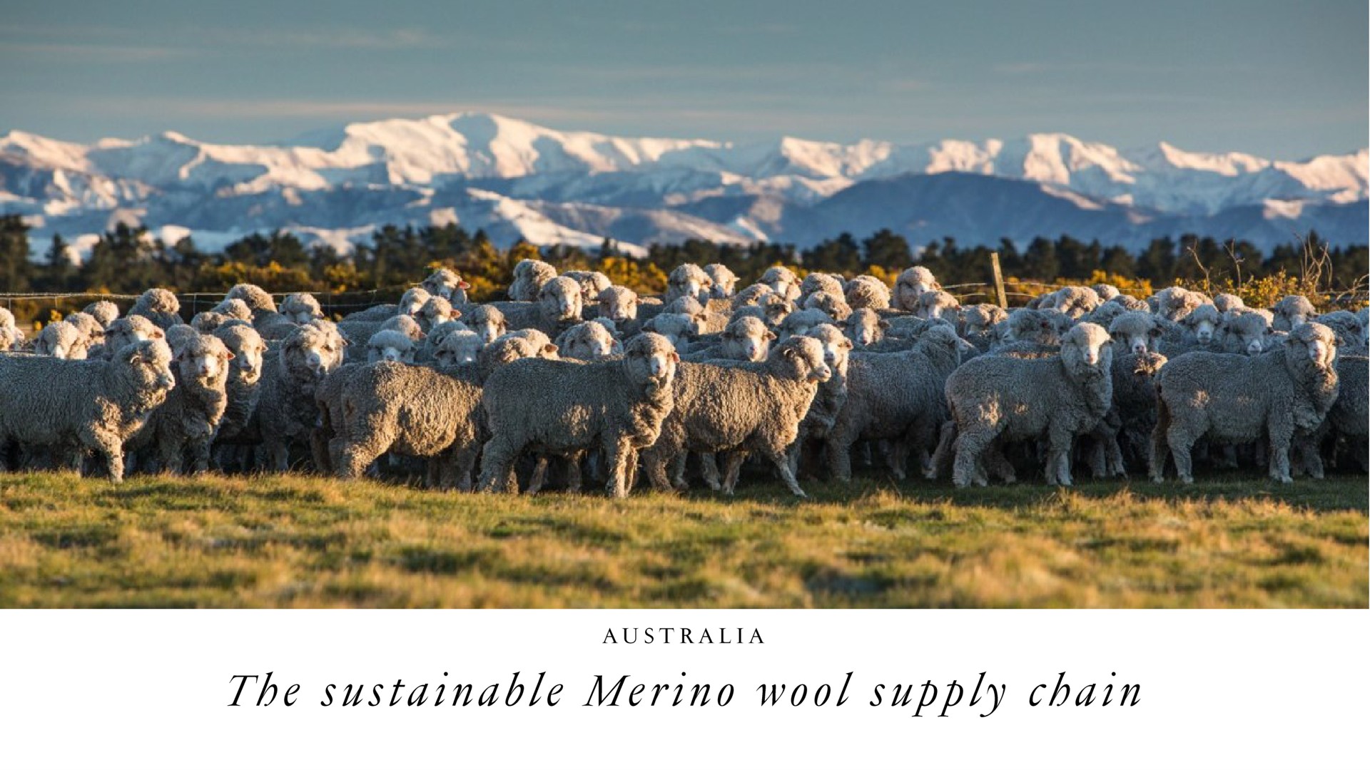 die a as fes aes a the sustainable wool supply chain | LVMH