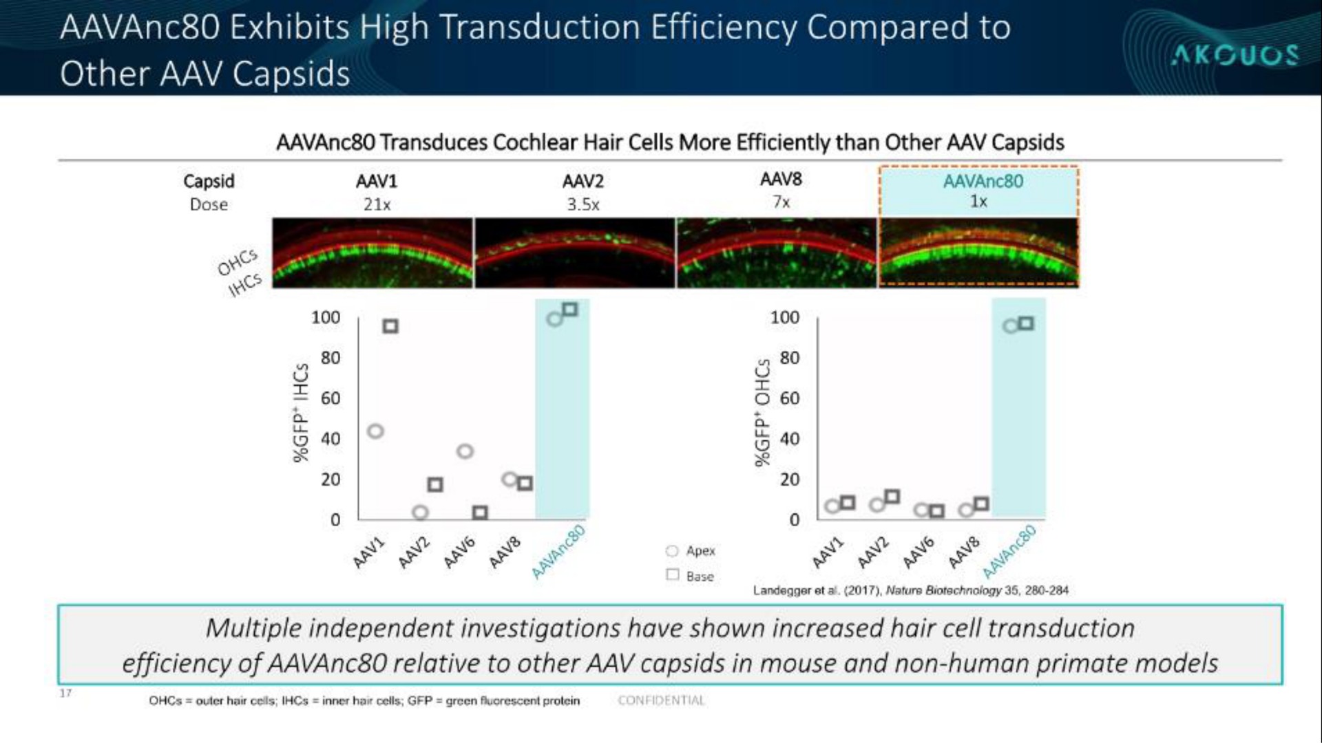exhibits high transduction efficiency compared to other capsids | Akouos