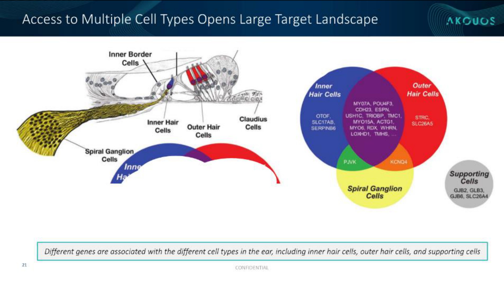access to multiple cell types opens large target landscape | Akouos