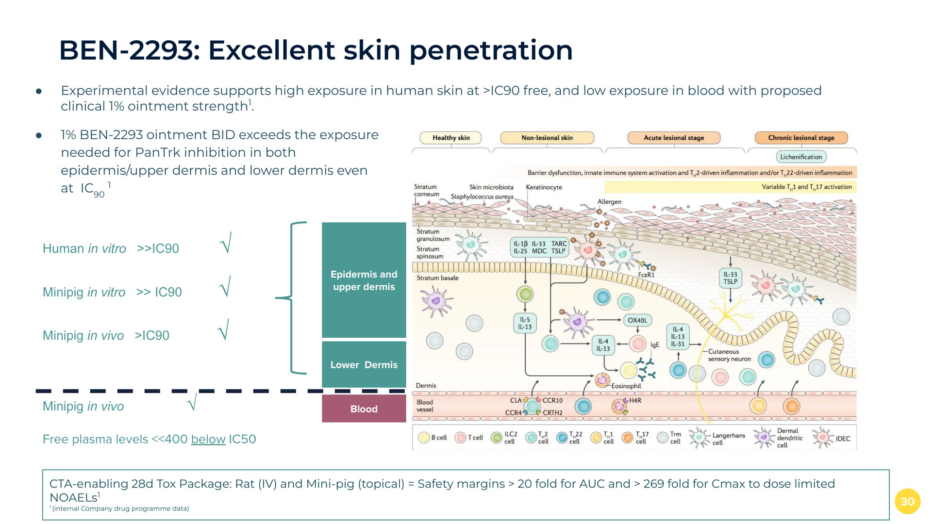 ben excellent skin penetration experimental evidence supports high exposure in human skin at free and low exposure in blood with proposed clinical ointment strength ben ointment bid exceeds the exposure needed for inhibition in both epidermis upper dermis and lower dermis even at human in in in in free plasma levels below enabling tox package rat and pig topical safety margins fold for and fold for to dose limited a | BenevolentAI