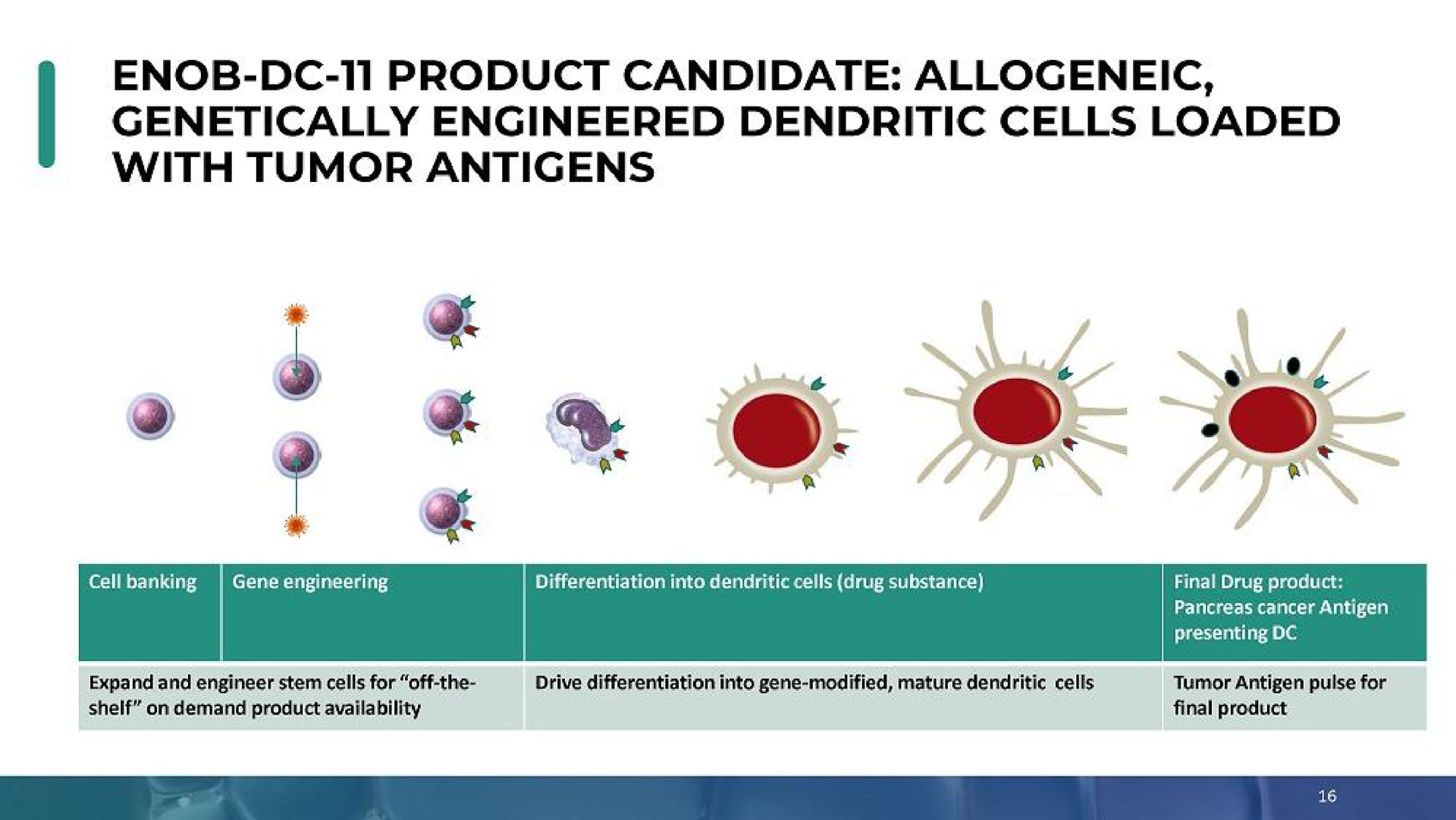 product candidate genetically engineered dendritic cells loaded with tumor antigens | Enochian Biosciences