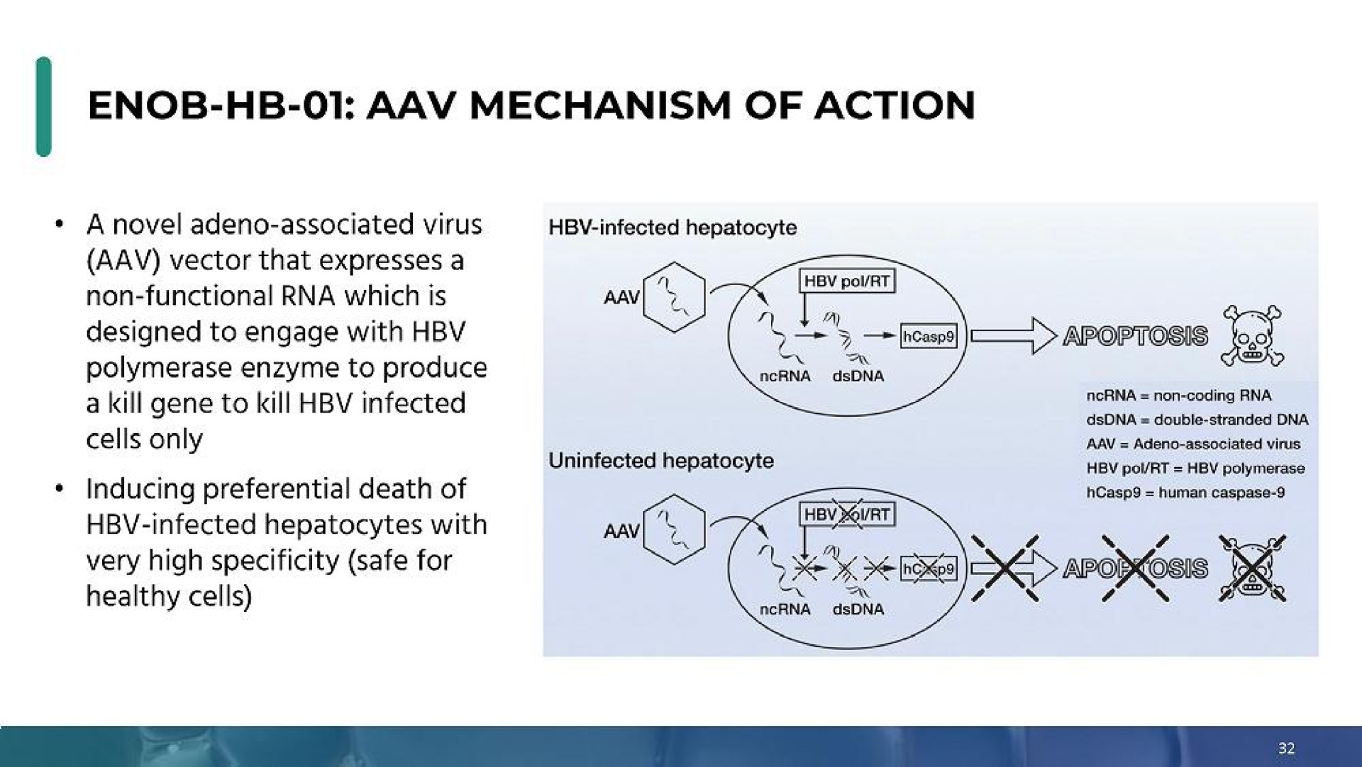 mechanism of action | Enochian Biosciences